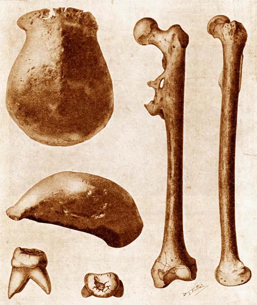 两种不同的形状，一种形状，一种形状，和骨头上的骨头，以及两个头骨的红斑