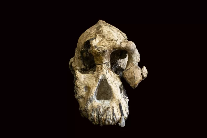 照片的南方古猿anamensis化石头盖骨，正面的脸
