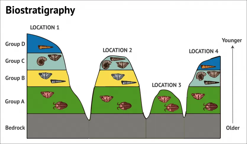 彩色图表说明了生物地层学的四个不同例子。展示了四个不同地点的四个不同群体