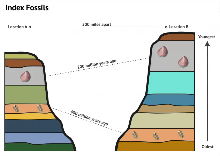 这张图显示了来自相隔200英里的两个不同地点的分层层中的指数化石