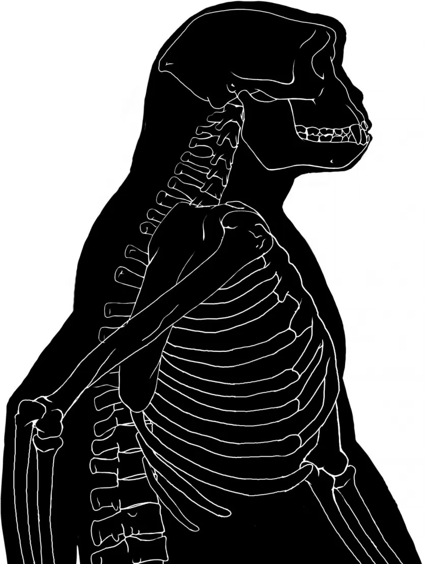 tchandensis遗址展示骨骼的轮廓剪影