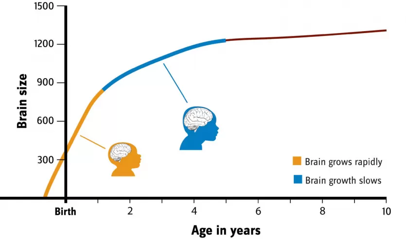 图表的人类大脑迅速增长显示出生之前从第一年到童年