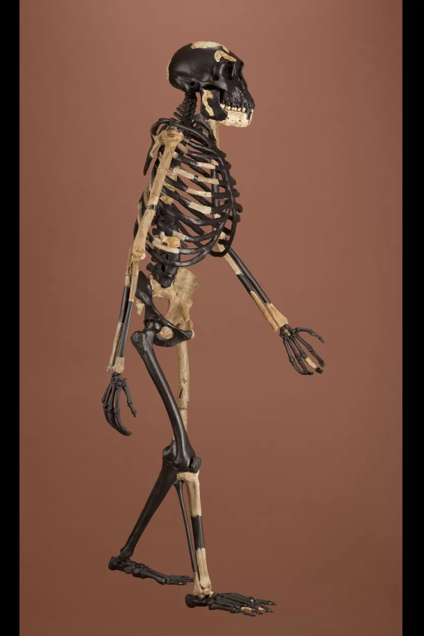 南方古猿阿法种骨架早期人类祖先的“露西”用两只脚站立