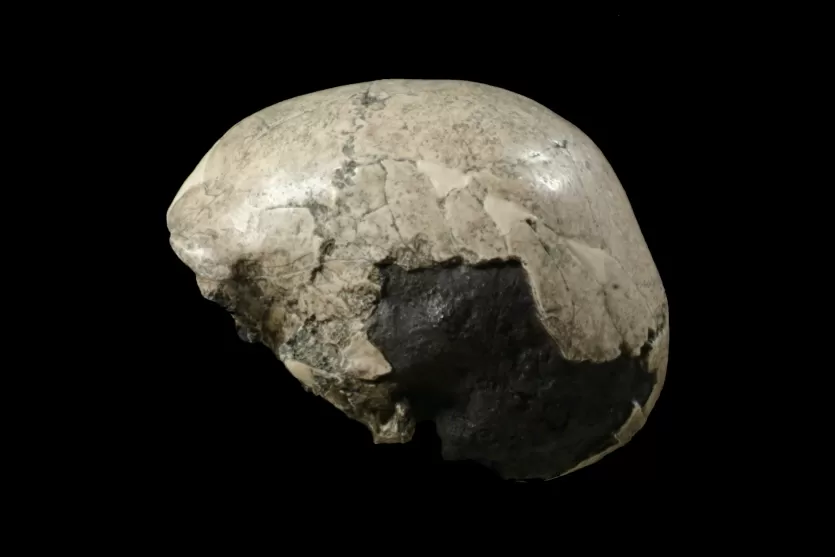 直立人的侧面图，莫约克托人的头骨