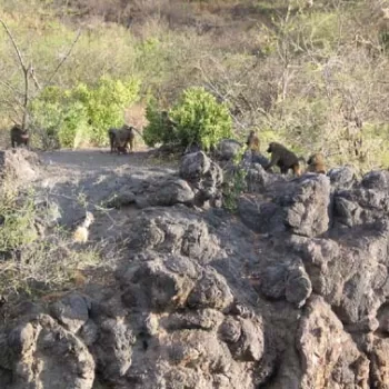 多只狒狒沿着狒狒悬崖分布