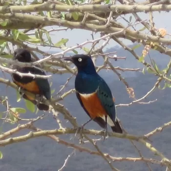 两只色彩鲜艳的(蓝色、绿色和橙色)极好的椋鸟坐在矮树丛光秃秃的树枝上