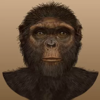 地猿谱系的头像，正面视图