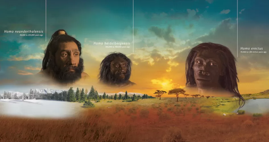 三面临早期人类祖先的物种,尼安德特人,海德堡人,直立人。所有三个面在不同的气候环境。