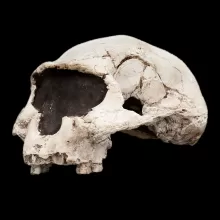 直立人的图像，Dmanisi D2282，头骨，四分之三视图