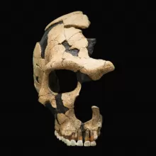 的照片Saint-Cesaire头骨,前视图