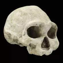 头骨的形象;D3444德马尼西，格鲁吉亚共和国，3/4视图