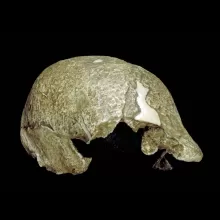 桑吉兰2号，颅骨，四分之三视图