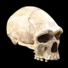 阿拉戈21号的图像，头骨，四分之三视图