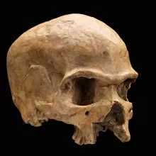 Hofmeyr Skull的图像，3/4视图