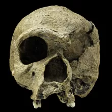 海德堡人的图像，斯坦海姆，头骨，正面视图