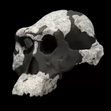 阿法南猿照片，AL 444-2，头骨3/4视图