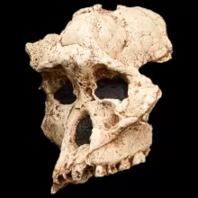 南方古猿非洲种图像，stw13，头骨，四分之三视图