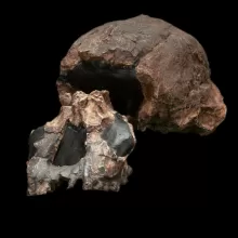 能人的图像，KNM-ER 1805，头骨，四分之三视图