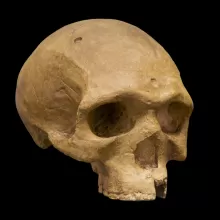 海德堡人(Homo heidelbergensis)的图像，弗洛里斯巴德，头骨，四分之三视图