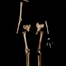 LB1骨骼图片，弗洛里斯，印度尼西亚