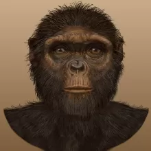 幅地猿面部插图，前视图