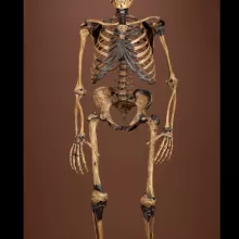 尼安德特人的形象复合骨架,前视图