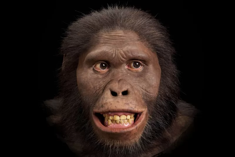 非洲南猿的图像重建基于STS 5约翰向