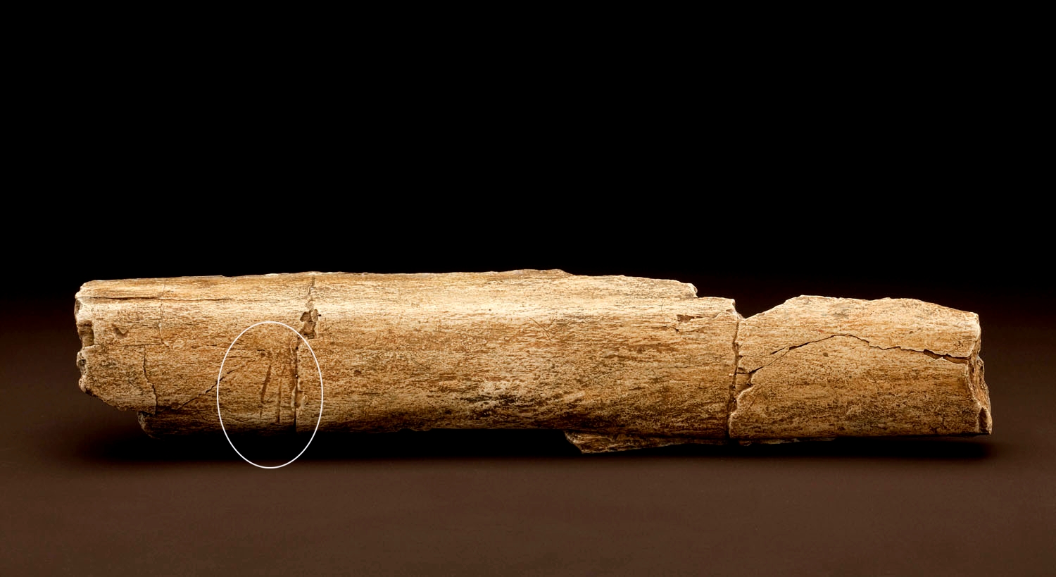 Elephas recki化石肋骨切痕。图片由芯片克拉克,史密森学会。2022足球世界杯参赛队
