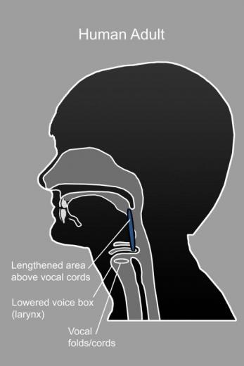 口语成为可能时,喉头下降较低的喉咙。图片由卡伦卡尔工作室。