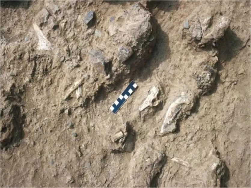 中发现的化石骨骼和石器Kanjera南KS-1开挖。规模在厘米。图片由汤姆布拉默。