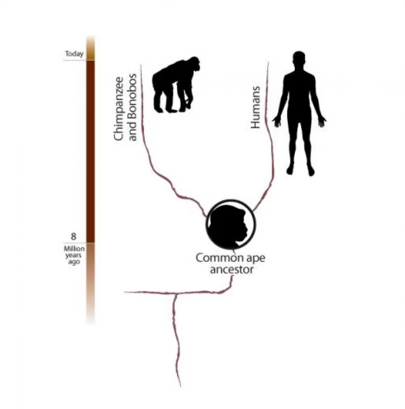 图显示从800万年前进化到今天,显示了常见的黑猩猩和倭黑猩猩和人类之间的猿的祖先