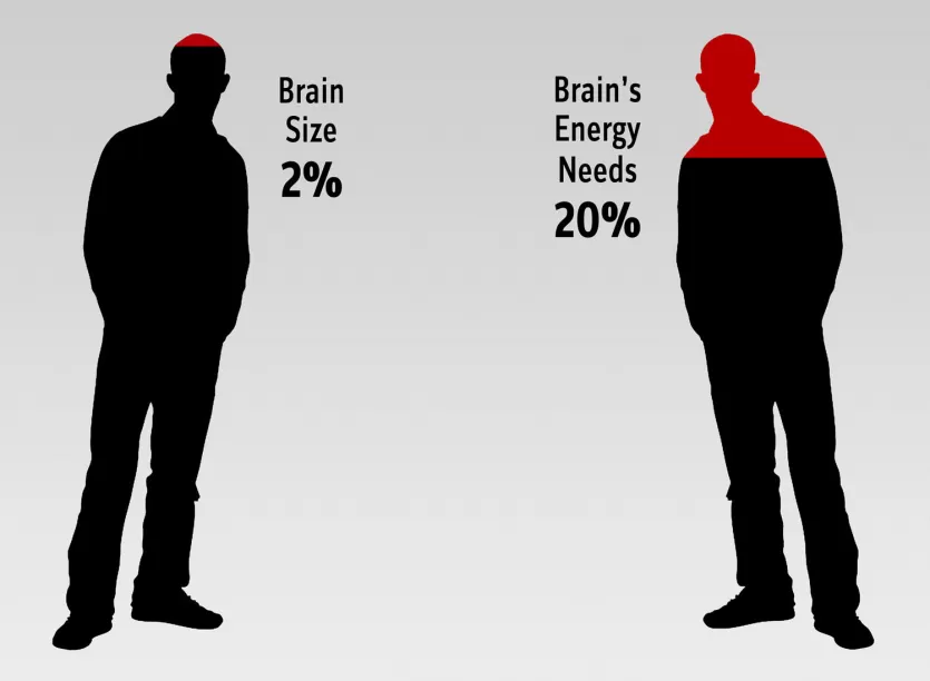 图形轮廓的两人和文本:大脑大小2%和20%的能源需求