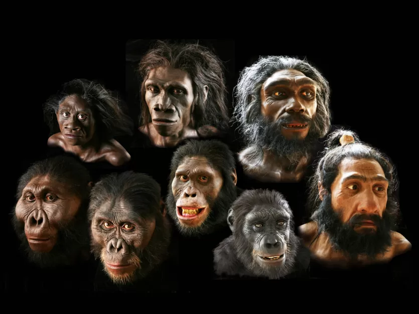 复合重建面临的八个不同的早期人类祖先领先的现代人类