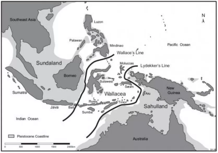 弗洛雷斯地图的位置相对于华莱士线和Lydekker线和更新世亚洲和澳洲大陆的海岸线。