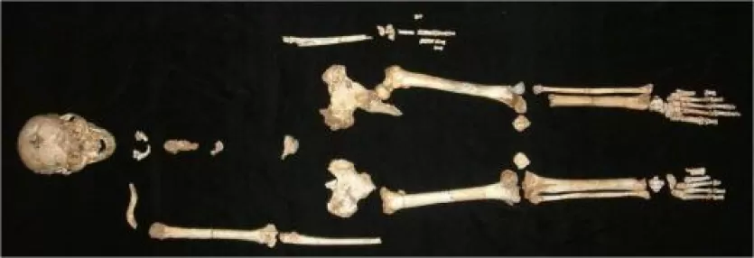 弗洛里斯人的正模标本的标本。部分骨架。