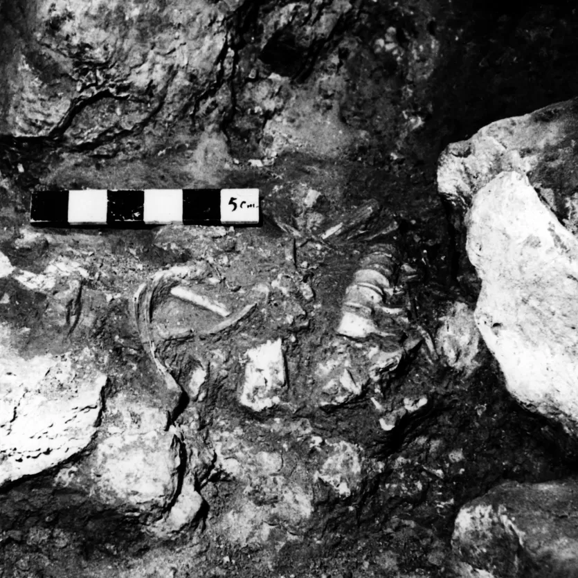 所有研究沙尼达尔3 B / W的照片所示的尼安德特人的骨头在挖掘洞穴沉积物。
