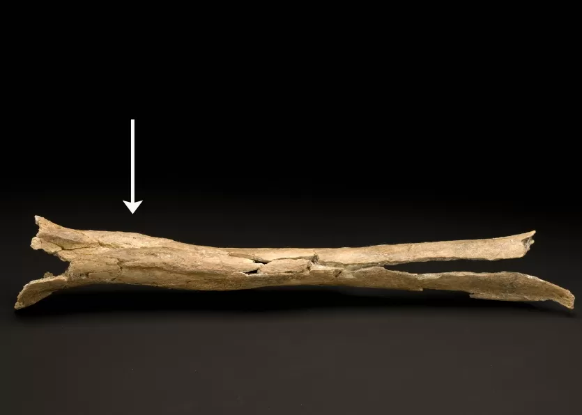 沙尼达尔3右肱骨骨轴,箭头指向了区域指示强壮的肩膀肌肉骨骼