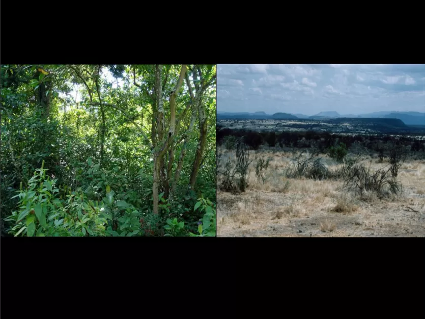 两个可比较的风景应对气候的照片。一个是茂密的林地。其他开放原始林区以最小的绿色。