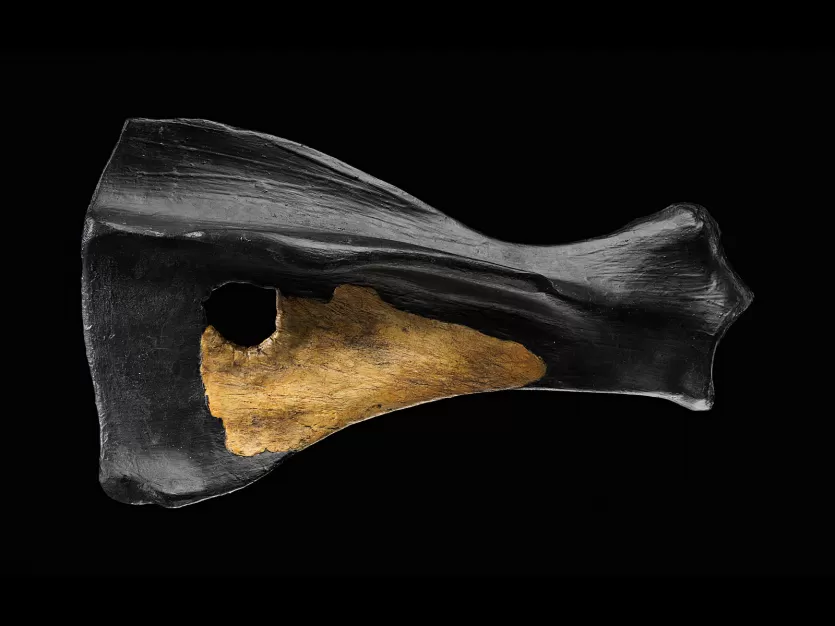 Boxgrove马肩胛骨与矛穿刺孔中心左侧