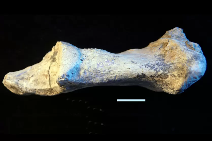 从戈纳斑马骨骼化石与切痕,埃塞俄比亚