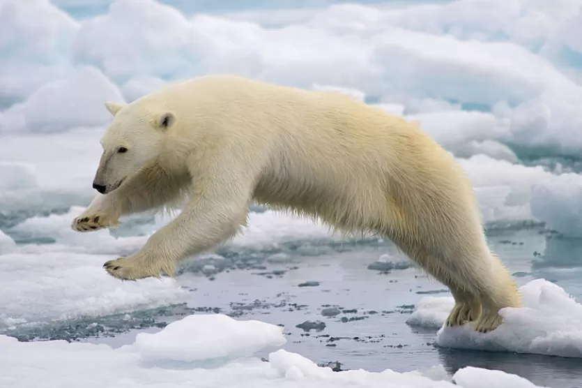 白色的北极熊中期从一块冰跳到另一个