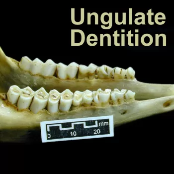 Gazella多加的下颌牙齿的照片