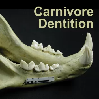 p .狮子座的下颌牙齿的照片