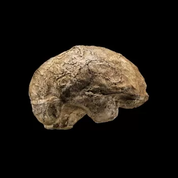 直立人头骨化石的颅腔模型从根据男孩