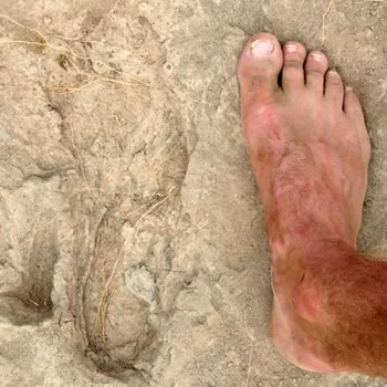 足迹Koobi论坛的古人类的大小相比人类的脚旁边