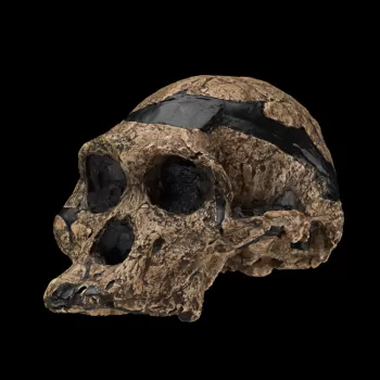 非洲南猿;STS-5化石头骨。也被称为“pl太太”