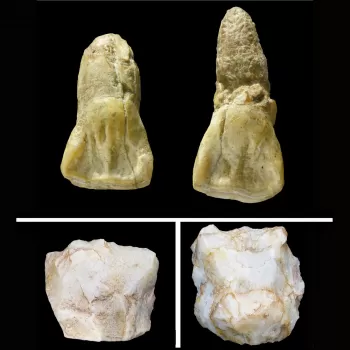 两个黄褐色牙齿化石(门牙)在顶部和底部两个白色的石头工具从意见认为,中国