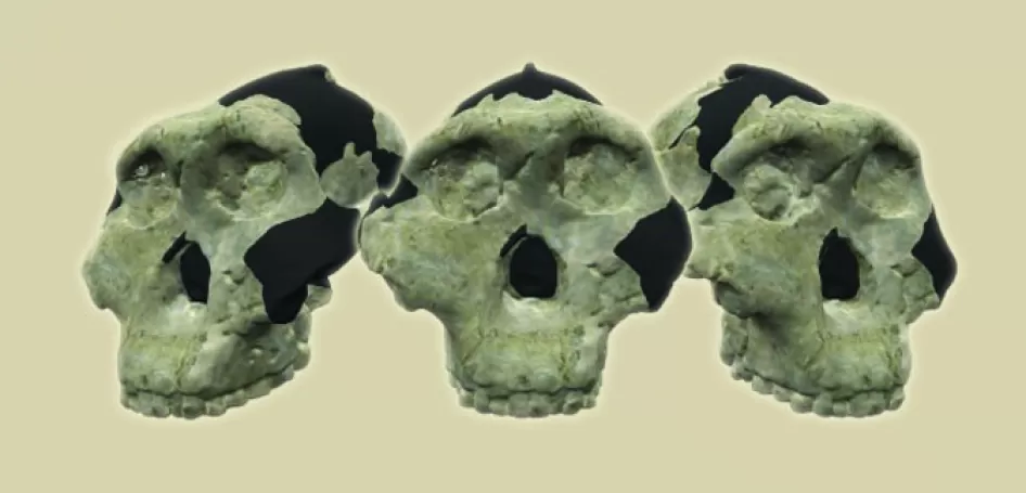 三个早期人类头骨面临三个不同方向的光背景