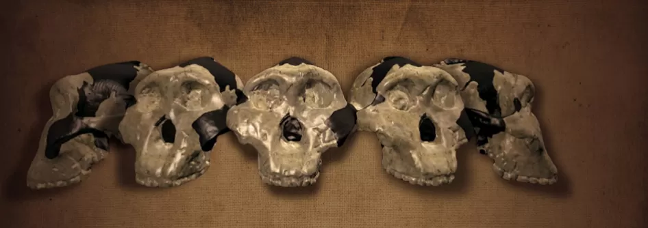 五个观点化石头骨噢,5的形象