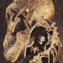 南方古猿阿法种的形象;Dikika 1,头骨和部分骨架